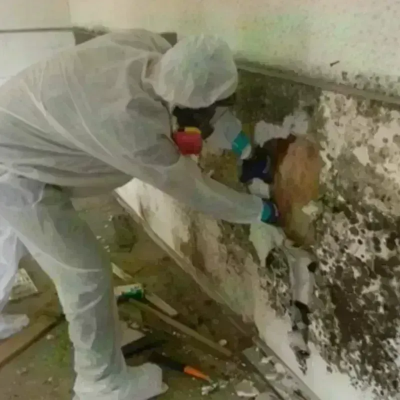 Mold Remediation and Removal in Sansom Park, TX